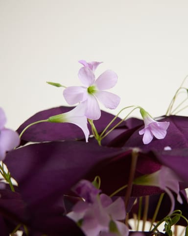 Bebé Oxalis Oxalis Tuber - Triangularis 'Burgundy Wine'