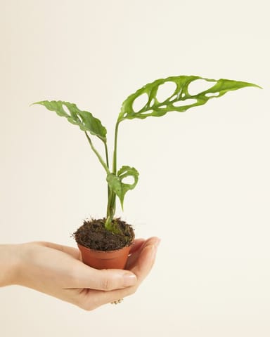 Baby Monstera Fensterblatt Obliqua