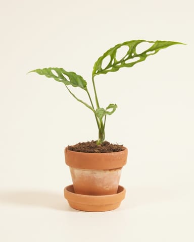 Baby Monstera Fensterblatt Obliqua