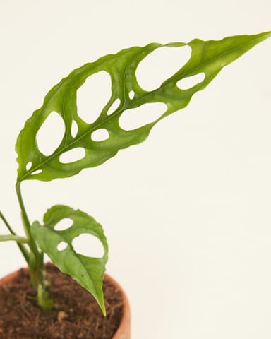 Baby Monstera Fensterblatt Obliqua