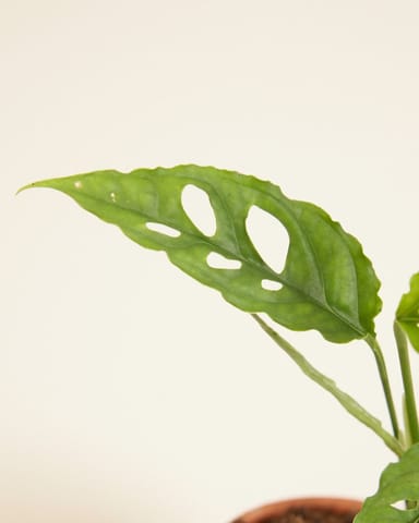 Baby Monstera Fensterblatt Obliqua