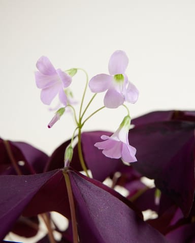 Bebé Oxalis Oxalis Tuber - Triangularis 'Sunny'