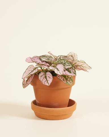 Baby Hypoestes Phyllostachya Pink