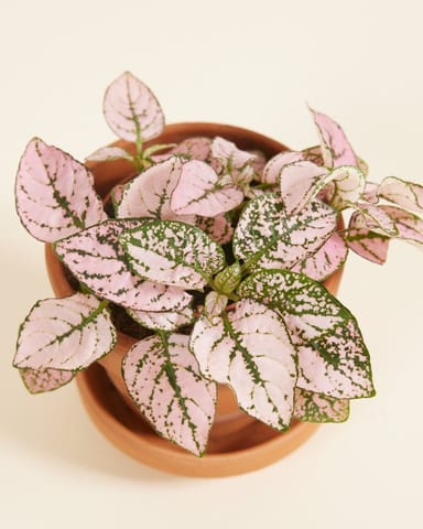 Baby Hypoestes Phyllostachya Pink