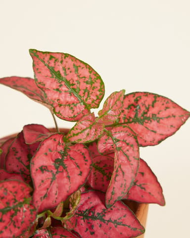 Baby Hypoestes Phyllostachya Red