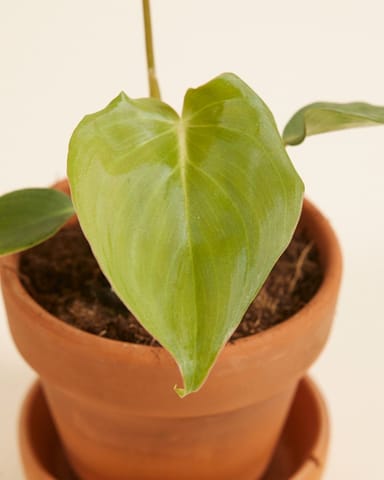 Baby Philodendron Baumfreund McDowell