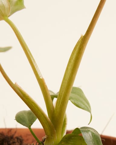 Baby Philodendron Baumfreund McDowell