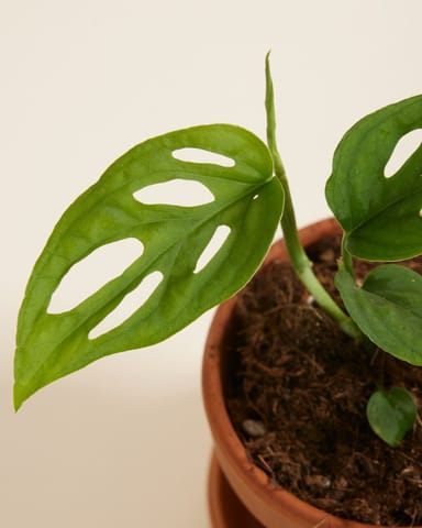 Baby Monstera Fensterblatt Esqueleto  