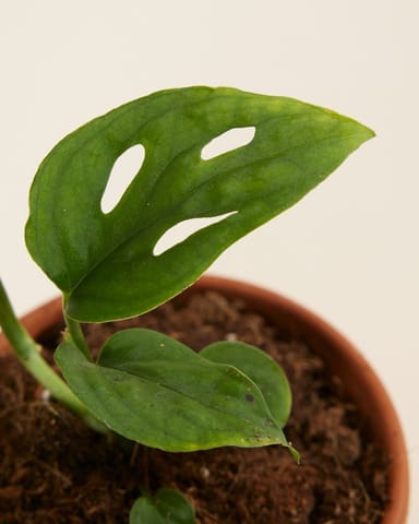 Baby Monstera Fensterblatt Esqueleto  