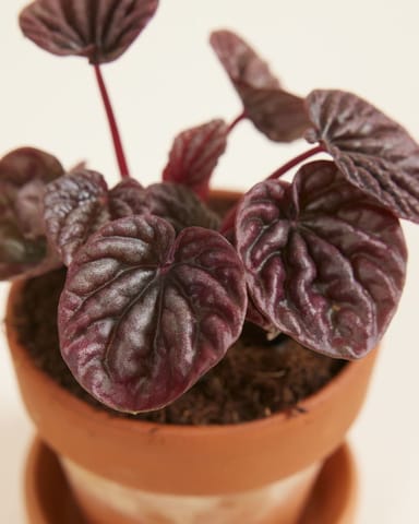 Baby Peperomia Zwergpfeffer Red Luna
