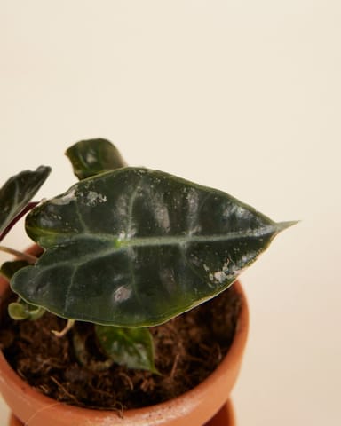 Baby Alocasia Skelettpflanze Polly Variegated