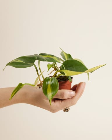 Baby Philodendron Baumfreund Brasil