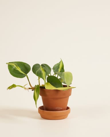 Baby Philodendron Baumfreund Brasil