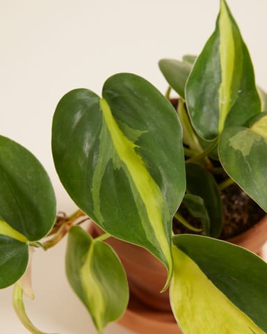 Baby Philodendron Baumfreund Brasil