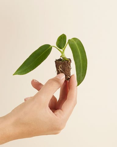 Baby Anthurium Queen Anthurium Warocqueanum