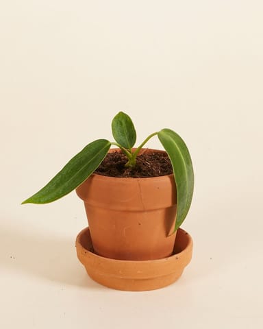 Baby Anthurium Queen Anthurium Warocqueanum