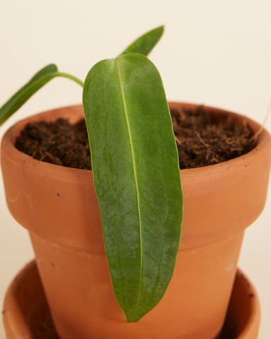 Baby Anthurium Queen Anthurium Warocqueanum