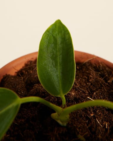 Baby Anthurium Queen Anthurium Warocqueanum