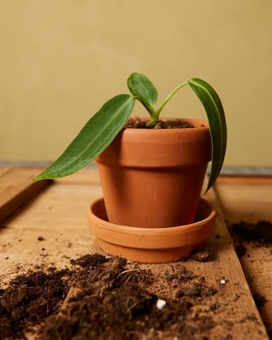 Baby Anthurium Queen Anthurium Warocqueanum