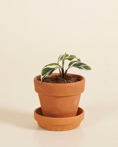 Baby Calathea Pfeilwurze White Fusion 