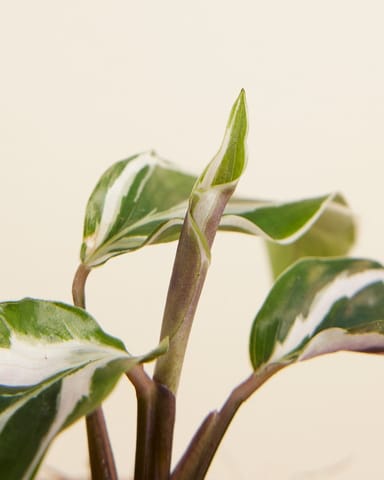 Baby Calathea Pfeilwurze White Fusion 