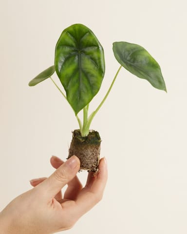 Baby Alocasia Elefantenohr Clypeolata Green Shield 