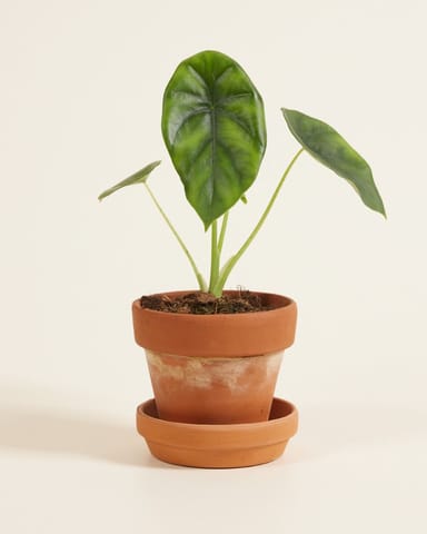 Baby Alocasia Elefantenohr Clypeolata Green Shield 
