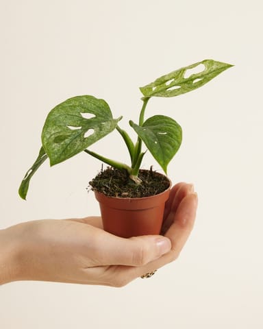 Baby Monstera Fensterblatt Adansonii Mint 