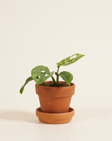 Baby Monstera Fensterblatt Adansonii Mint 