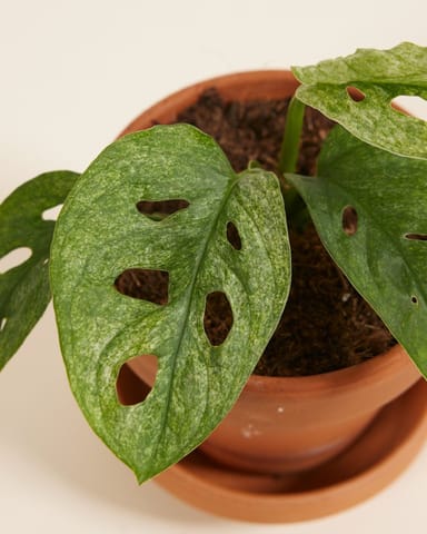 Baby Monstera Fensterblatt Adansonii Mint 