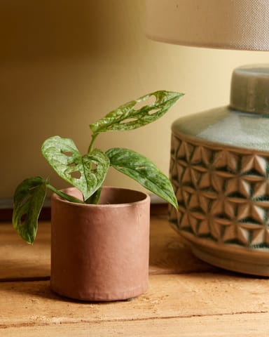 Baby Monstera Fensterblatt Adansonii Mint 