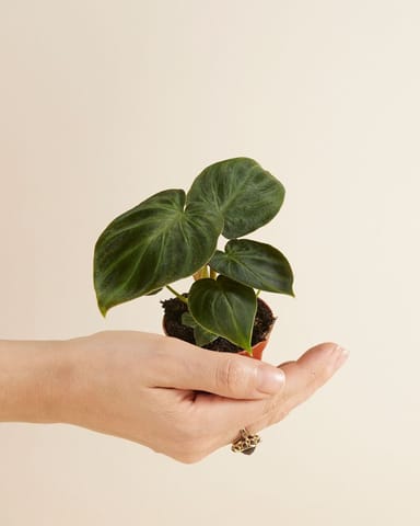 Baby Philodendron Baumfreund Verrucosum