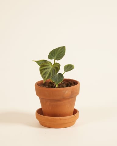 Baby Philodendron Baumfreund Verrucosum