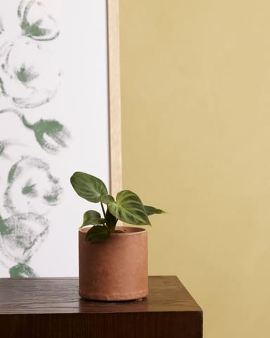 Baby Philodendron Baumfreund Verrucosum