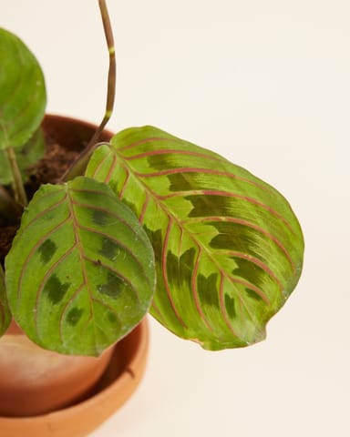 Baby Maranta Gebetspflanze Leuconeura Fascinator