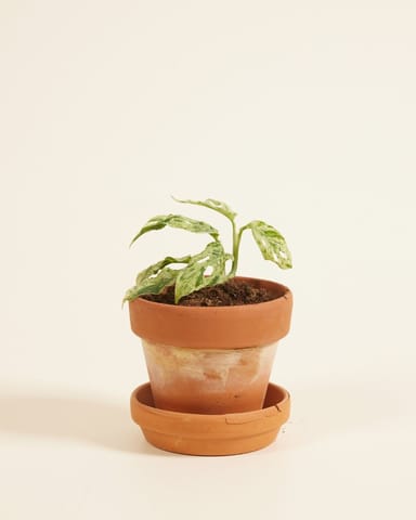 Baby Monstera Fensterblatt Frozen Freckles
