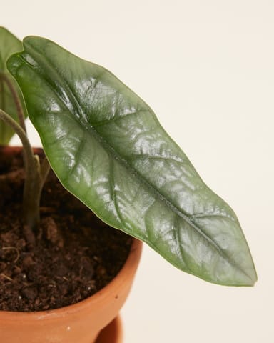 Baby Alocasia Elefantenohr Heterophylla 