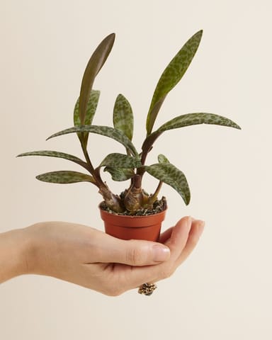 Baby Ledebouria Silver Squil Socialis 