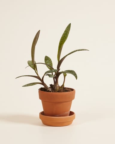 Baby Ledebouria Silver Squil Socialis 