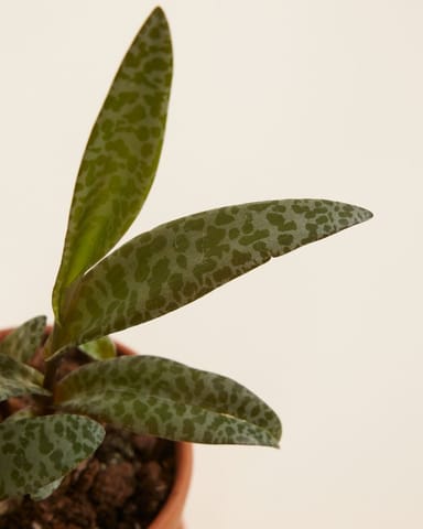Baby Ledebouria Silver Squil Socialis 