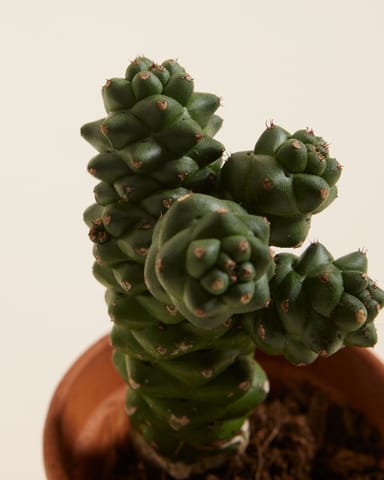 Baby Euphorbia Wolfsmilch Ritchiei 