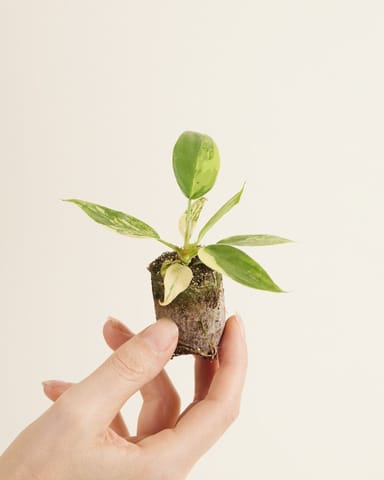 Baby Philodendron Baumfreund Florida Beauty