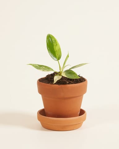Baby Philodendron Baumfreund Florida Beauty