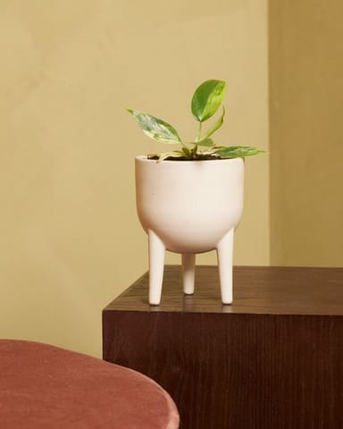 Baby Philodendron Baumfreund Florida Beauty