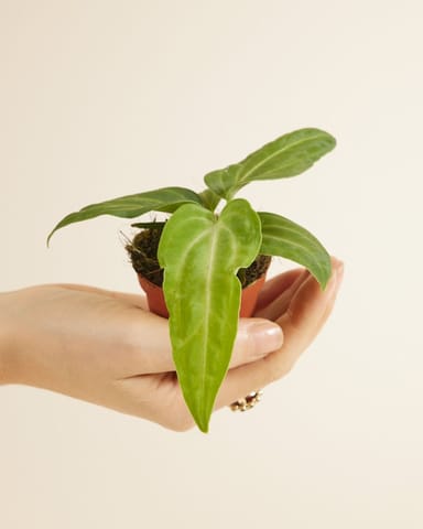 Baby Anthurium Flamingoblumen Villenaorum
