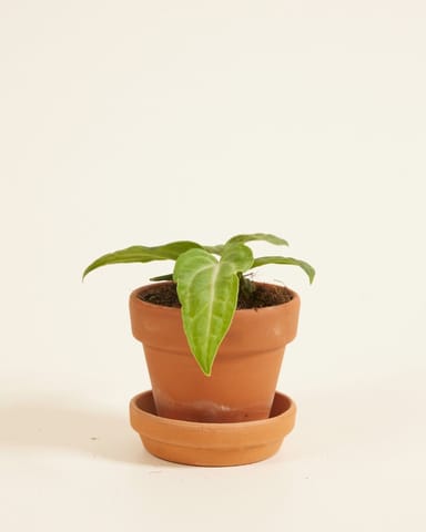 Baby Anthurium Flamingoblumen Villenaorum