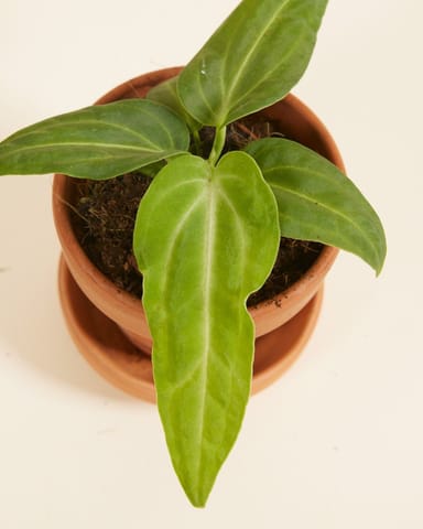 Baby Anthurium Flamingoblumen Villenaorum