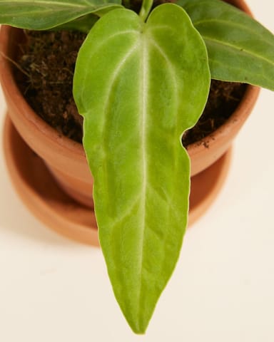 Baby Anthurium Flamingoblumen Villenaorum