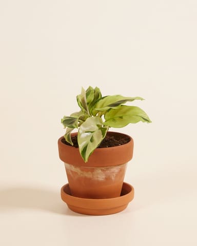 Baby Calathea Pfeilwurze Yellow Fusion