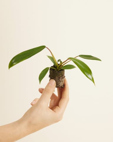 Baby Philodendron Baumfreund Joepii 